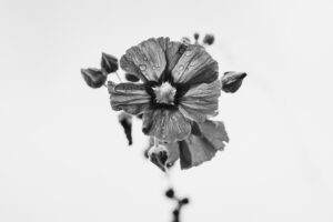 写真作品