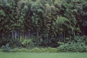 写真作品