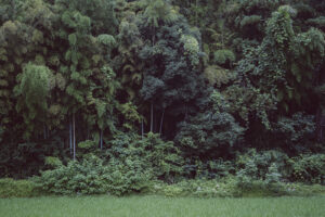 写真作品