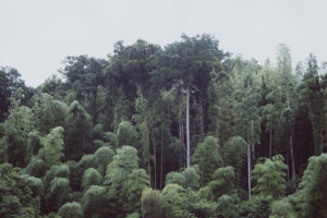 写真作品