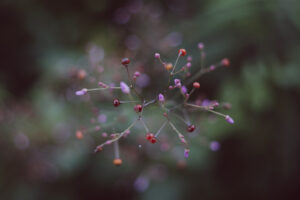 写真作品