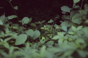 写真作品