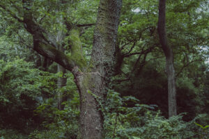 写真作品