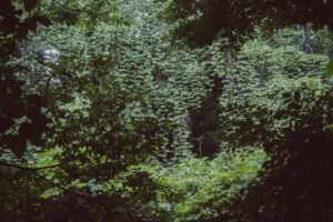 写真作品
