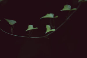 写真作品