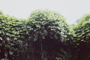 写真作品