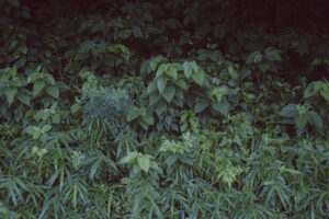 写真作品
