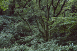 写真作品