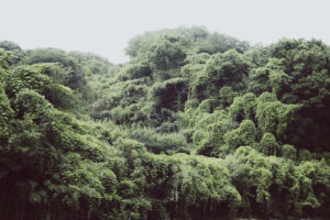 写真作品