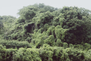 写真作品