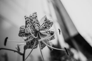 写真作品