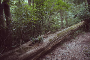 写真作品