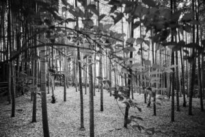 写真作品