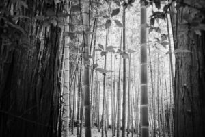 写真作品
