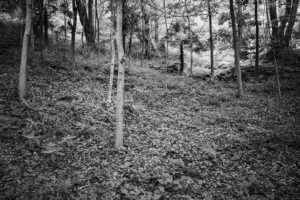 写真作品