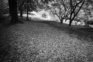 写真作品