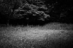 写真作品