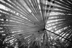 写真作品