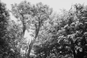 写真作品