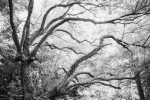 写真作品