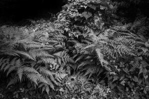 写真作品