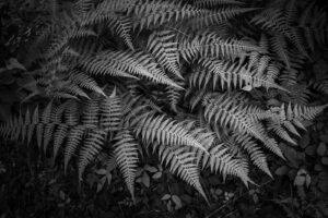 写真作品