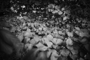 写真作品