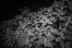 写真作品