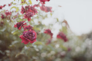 写真作品