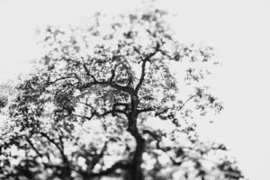 写真作品