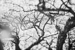 写真作品