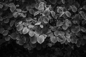 写真作品