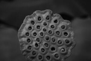 写真作品