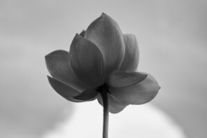 写真作品