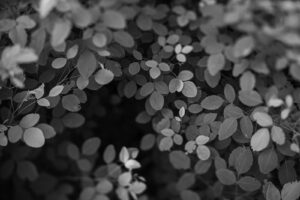 写真作品
