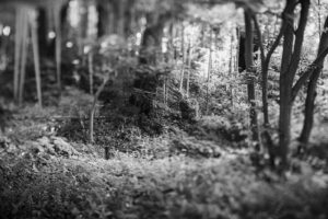 写真作品