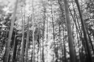 写真作品