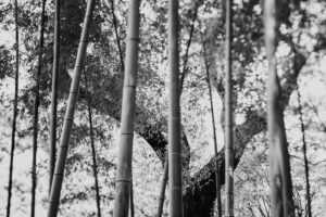 写真作品