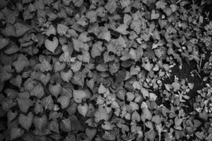 写真作品