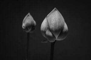 写真作品