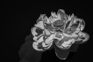 写真作品