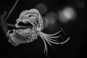 写真作品