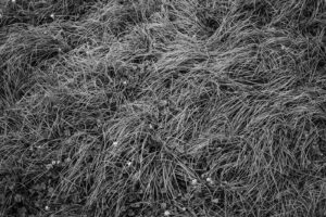 写真作品