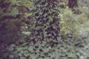 写真作品