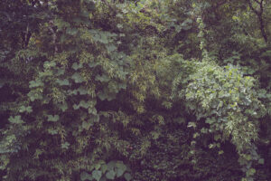 写真作品