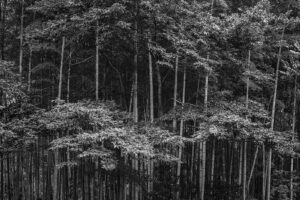 写真作品