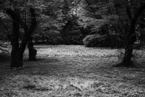 写真作品
