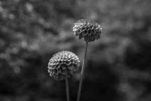 写真作品