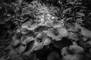 写真作品
