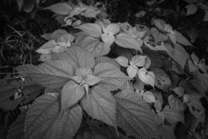 写真作品